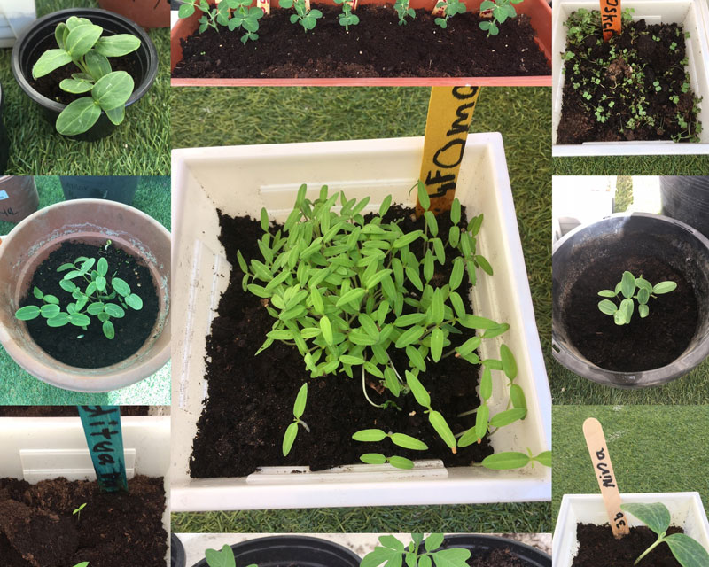 Planting in Plastic Pots